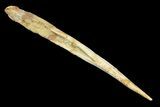 Fossil Shark (Hybodus) Dorsal Spine - Morocco #145369-2
